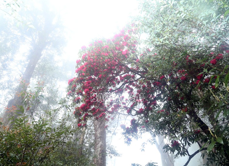 Sắc hoa trên đỉnh Ky Quan San