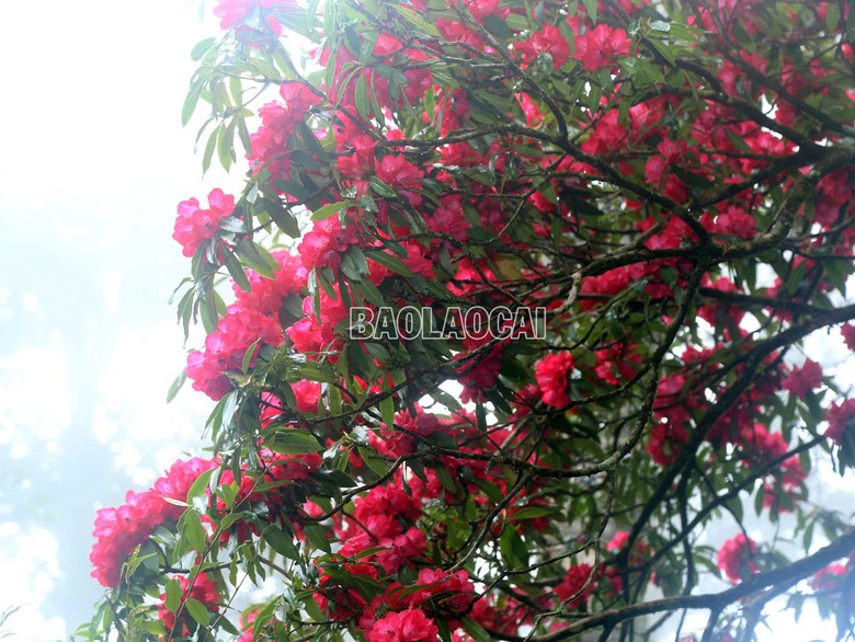 Sắc hoa trên đỉnh Ky Quan San
