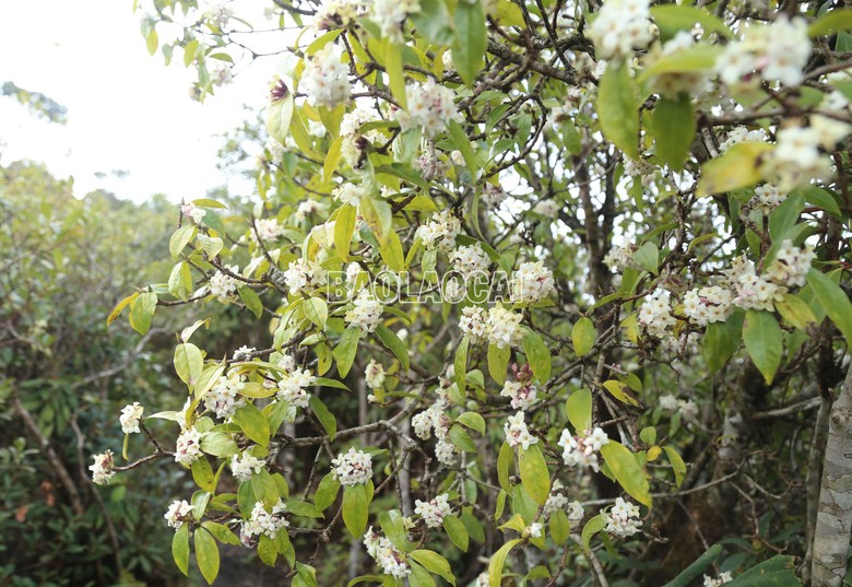 Sắc hoa trên đỉnh Ky Quan San