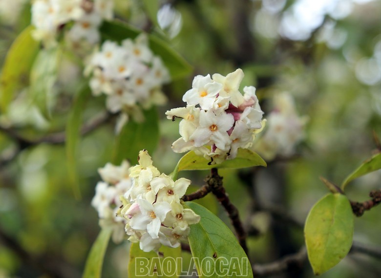Sắc hoa trên đỉnh Ky Quan San
