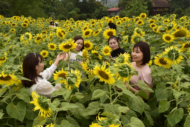 Vườn hoa hướng dương hút khách