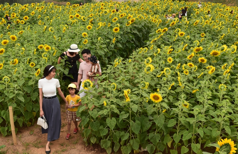 Vườn hoa hướng dương hút khách