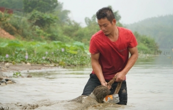Công phu nghề cào hến trên sông Mã