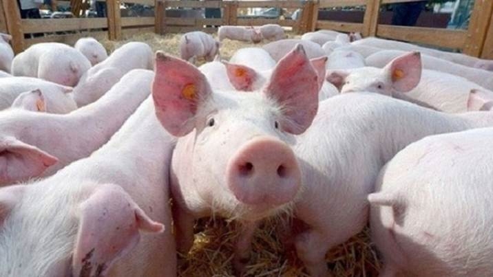 Giá heo hơi hôm nay 27/4: Điều chỉnh không đồng nhất