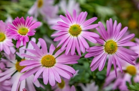 Tử vi ngày 4/8/2023: Tuổi Tỵ vượng về tài lộc, tuổi Mùi nhiều chuyện như ý