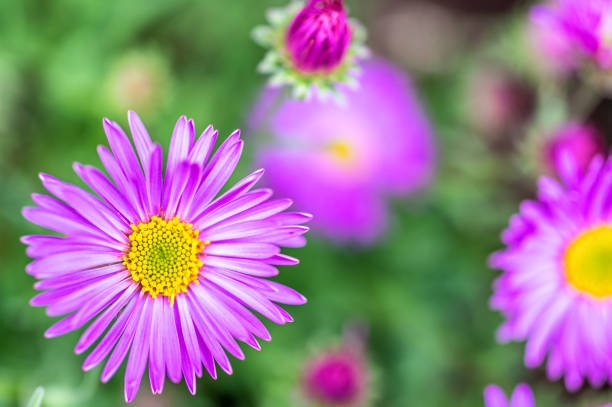 Tử vi tuần mới 30/10 - 5/11/2023: Tuổi Sửu đừng quá kiêu ngạo, tuổi Tỵ làm gì cũng thuận