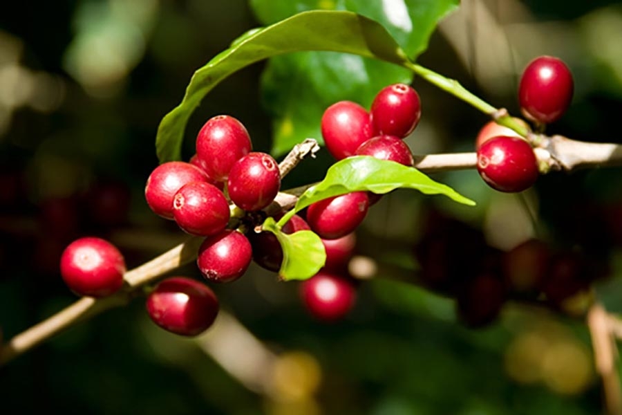 Giá cà phê hôm nay 1/5: Robusta tăng nhẹ