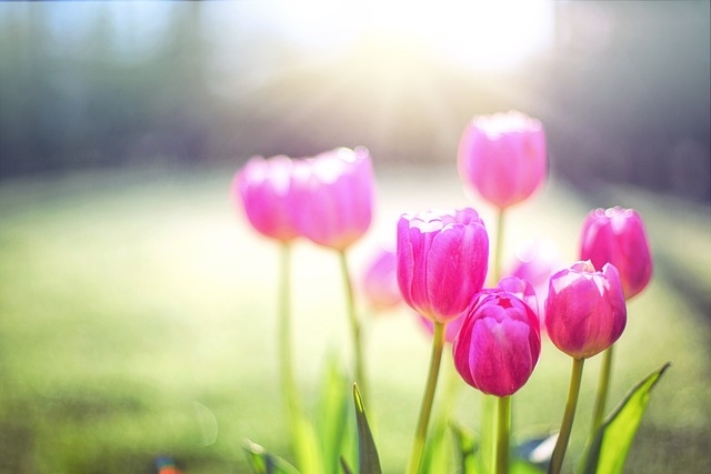 Tử vi ngày 24/5/2023: Tuổi Dần quý nhân dẫn lối, tuổi Tuất người âm thầm hại