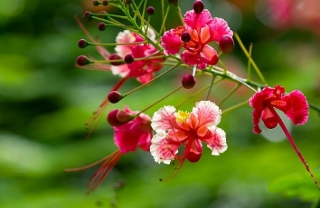 Tử vi ngày 9/9/2023: Tuổi Ngọ được như ý muốn, tuổi Thân dễ gặp thị phi