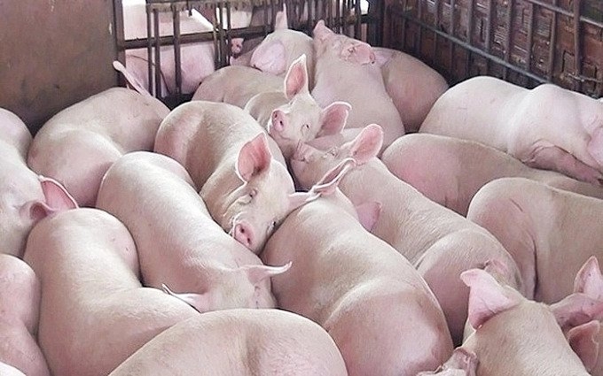 Giá heo hơi hôm nay 8/5: Đứng vững ngày đầu tuần