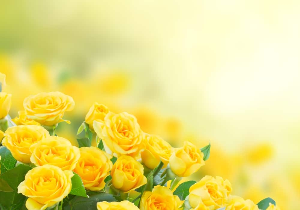 Tử vi ngày 9/5/2023: Tuổi Sửu tiền bạc đổ về, tuổi Tỵ hao tài kéo đến
