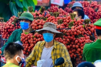 Hàng trăm thương nhân Trung Quốc đăng ký nhập cảnh Việt Nam thu mua vải thiều