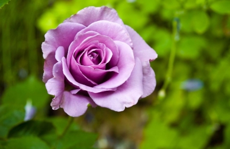 Tử vi tuần mới 4/12 - 10/12/2023: Tuổi Mão thành quả ngọt ngào, tuổi Thân lực bất tòng tâm