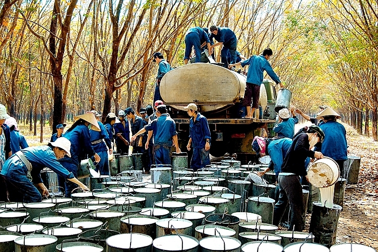Tin tức kinh tế ngày 20/5: Kim ngạch xuất khẩu cao su thấp nhất trong 2 năm