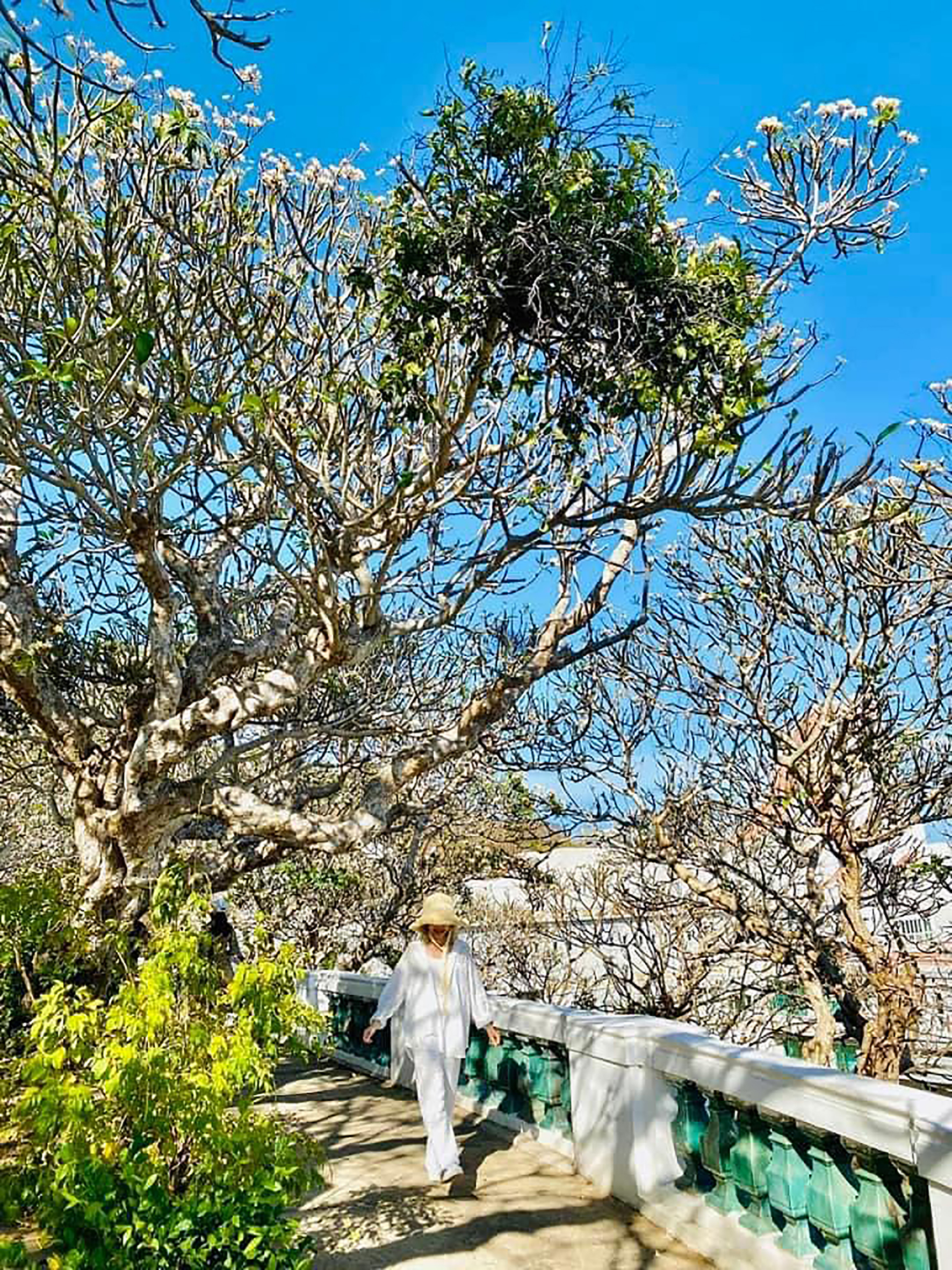 Ngạt ngào hoa sứ