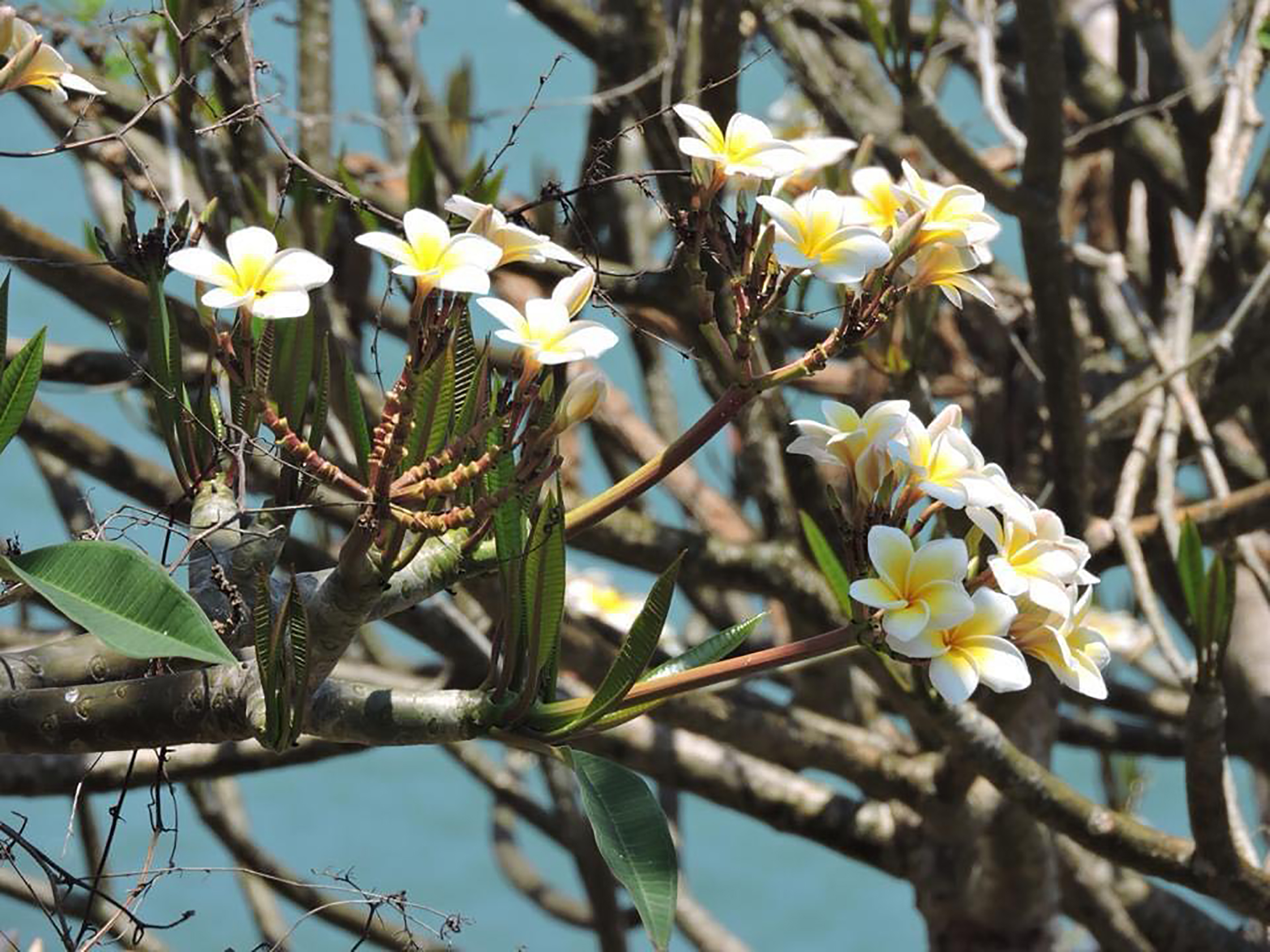 Ngạt ngào hoa sứ