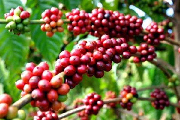 Giá cà phê hôm nay 21/5: Tăng mạnh sát mốc 60.000 đồng