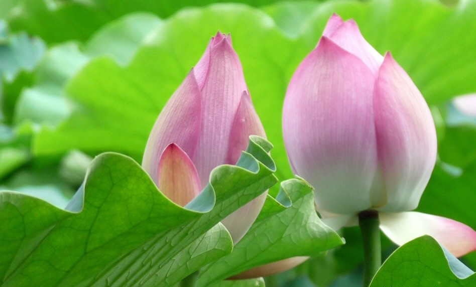Tử vi ngày 23/5/2023 của 12 cung hoàng đạo: Song Tử may mắn, Thiên Bình nỗ lực