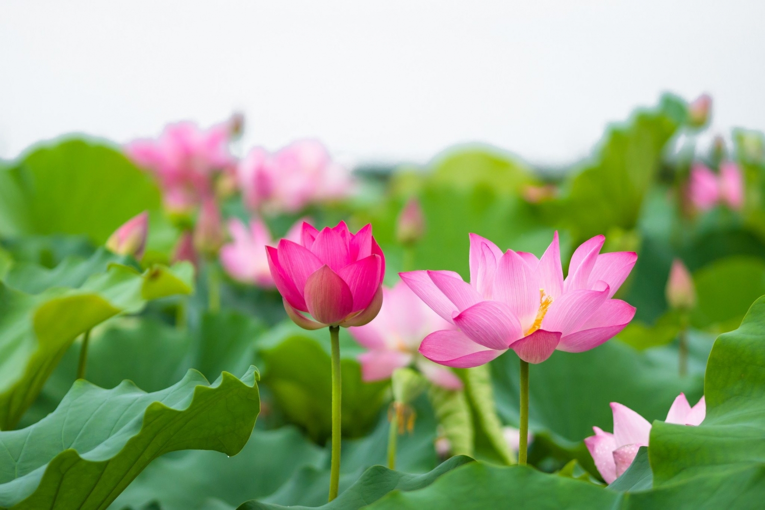 Tử vi ngày 23/5/2023 của 12 cung hoàng đạo: Song Tử may mắn, Thiên Bình nỗ lực