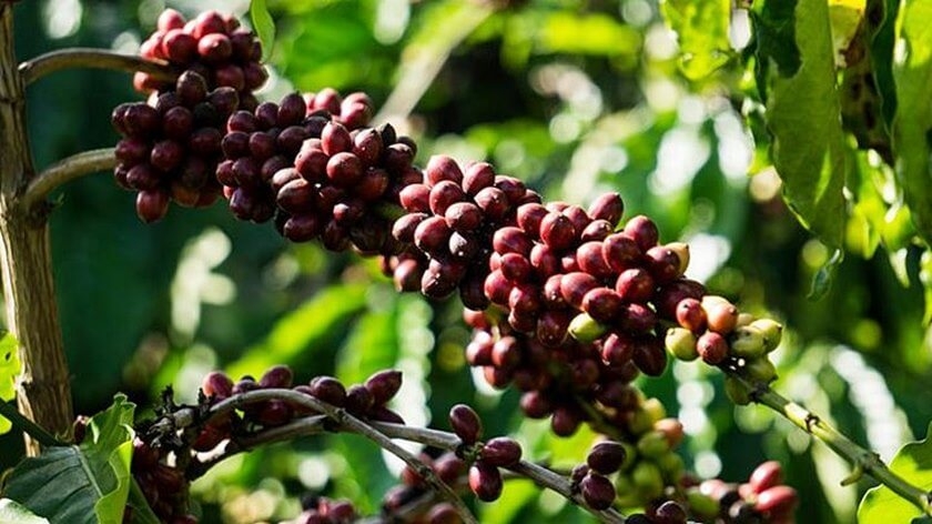 Giá cà phê hôm nay 23/5: Phá mốc 60.000 đồng