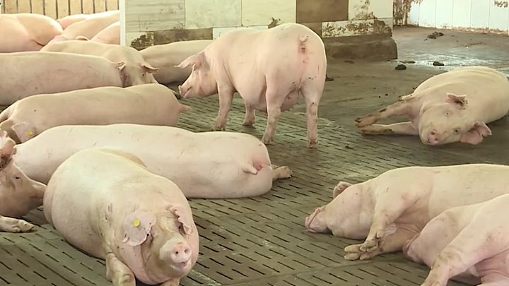 Giá heo hơi hôm nay 23/5: Ghi nhận mức tăng cao nhất từ đầu năm