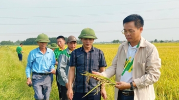 Sử dụng phân bón NPK Phú Mỹ cho cánh đồng mẫu lớn đạt năng suất cao
