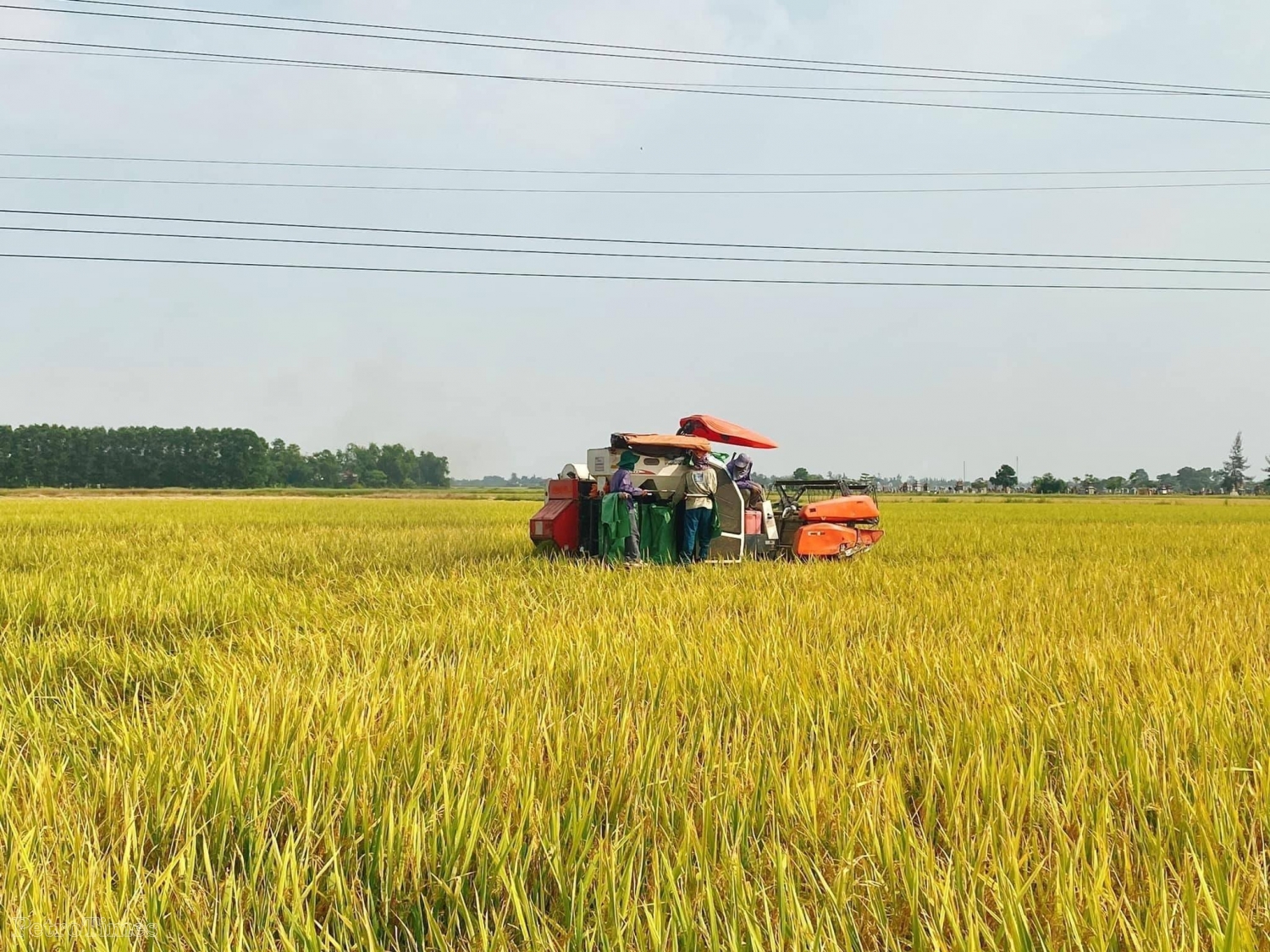 Sử dụng phân bón NPK Phú Mỹ cho cánh đồng mẫu lớn đạt năng suất cao