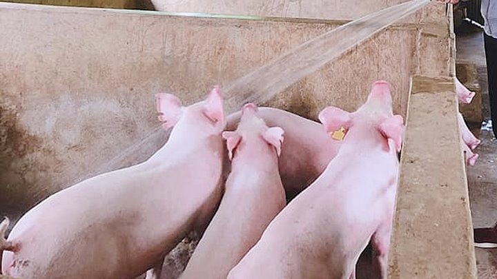 Giá heo hơi hôm nay 29/5: Đi ngang trên cả nước