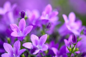 Tử vi ngày 30/5/2023: Tuổi Dần đụng độ tiểu nhân, tuổi Hợi doanh thu tăng tiến