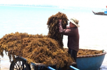 Hái rau sạch... dưới biển, ngư dân rủng rỉnh tiền triệu mỗi ngày
