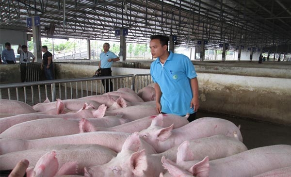 Giá heo hơi hôm nay 1/6: Quay đầu giảm đồng loạt