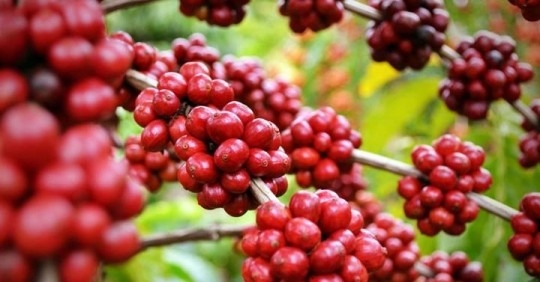 Giá cà phê hôm nay 2/6: Tiếp tục giảm nhẹ