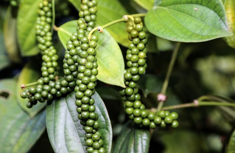Giá tiêu hôm nay 5/6: Cao nhất 75.000 đồng/kg