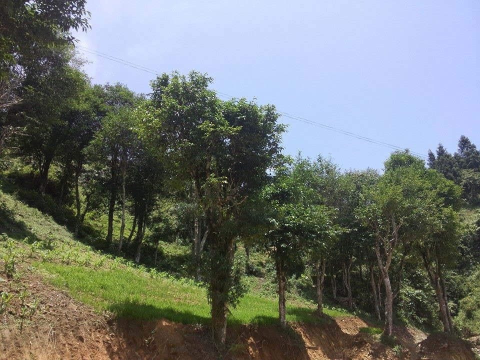 Khám phá cung đường thị trấn Bắc Hà - Bản Phố - Hoàng Thu Phố có gì thú vị