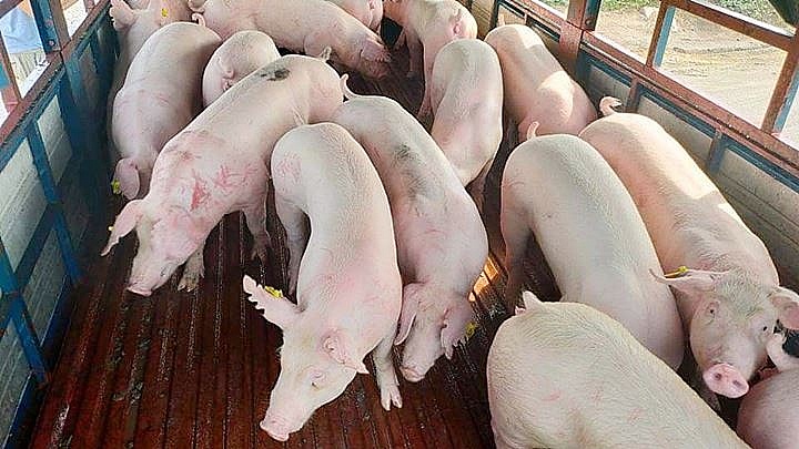 Giá heo hơi hôm nay 9/6: Biến động trái chiều