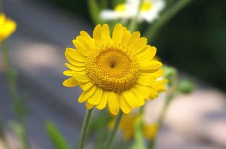 Tử vi ngày 13/6/2023 của 12 cung hoàng đạo: Thiên Bình thẳng thắn, Song Ngư bình yên