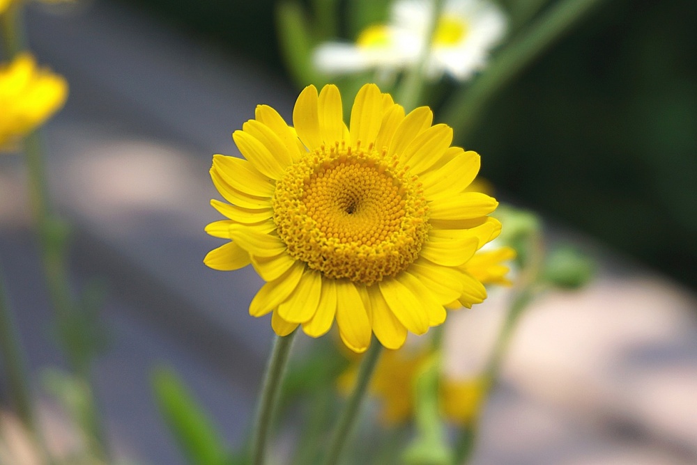 Tử vi ngày 13/6/2023 của 12 cung hoàng đạo: Thiên Bình thẳng thắn, Song Ngư bình yên Tử vi ngày 13/6/2023 của 12 cung hoàng đạo: Thiên Bình thẳng thắn, Song Ngư bình yên