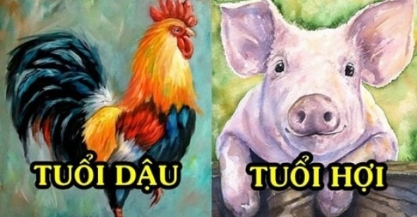 Nam Tuổi Dậu Nữ Tuổi Hợi Có Hợp Nhau Không? Khám Phá Mối Quan Hệ Từ Tử Vi và Ngũ Hành