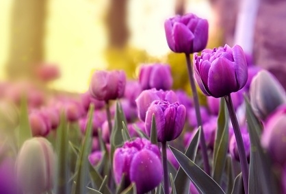 Tử vi ngày 13/6/2023: Tuổi Dần thu về một khoản, tuổi Mùi xoay chuyển tình thế