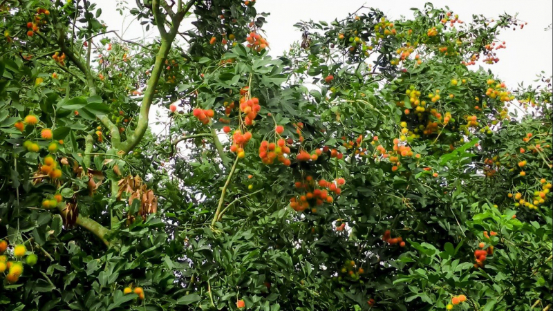 Hương tình Vĩnh Long