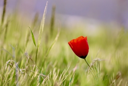 Tử vi ngày 16/6/2023: Tuổi Thân quý nhân mở đường, tuổi Dậu danh tiếng vang xa