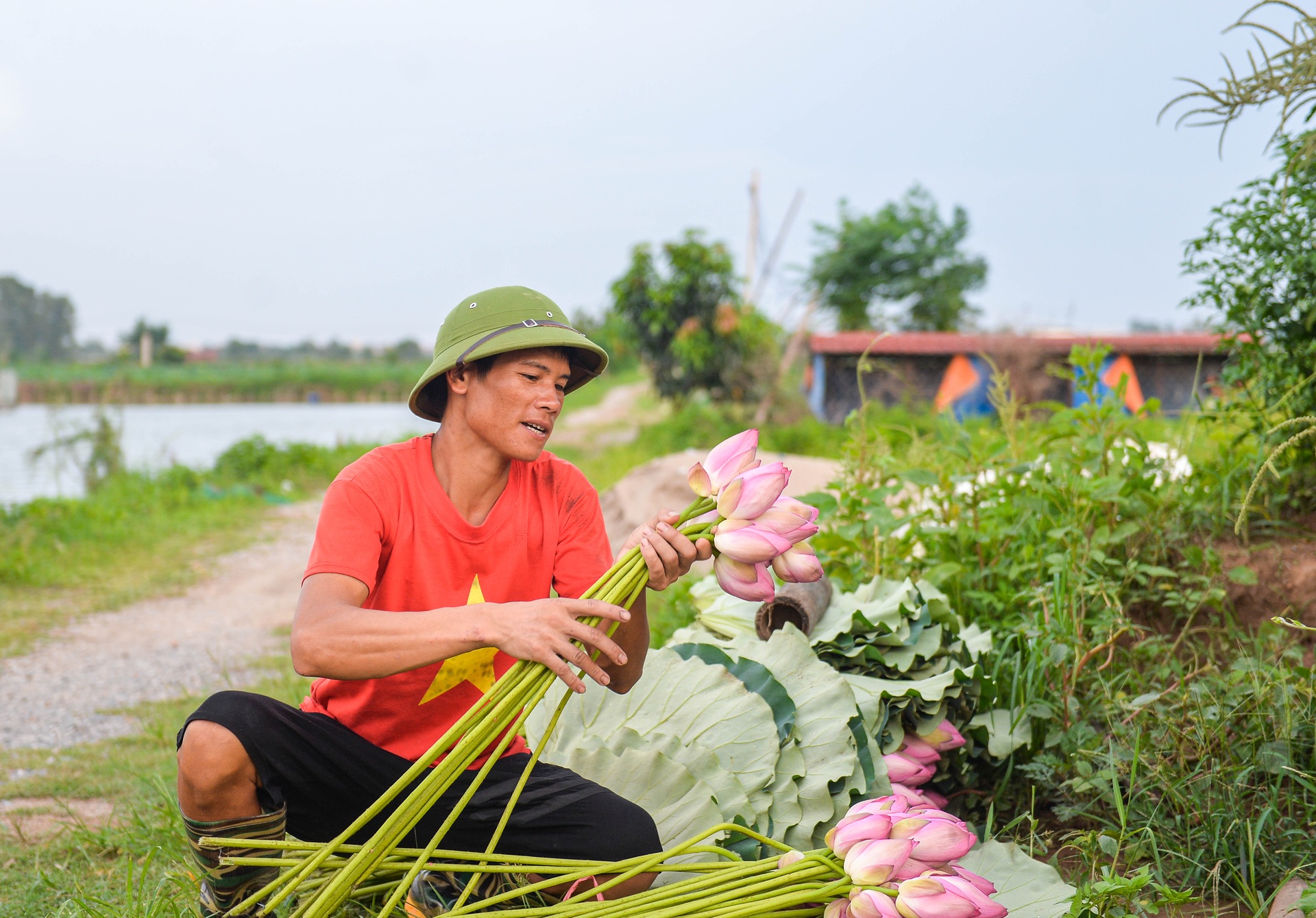 Biến đồng hoang thành đầm sen triệu bông, anh nông dân kiếm tiền tỷ - 5