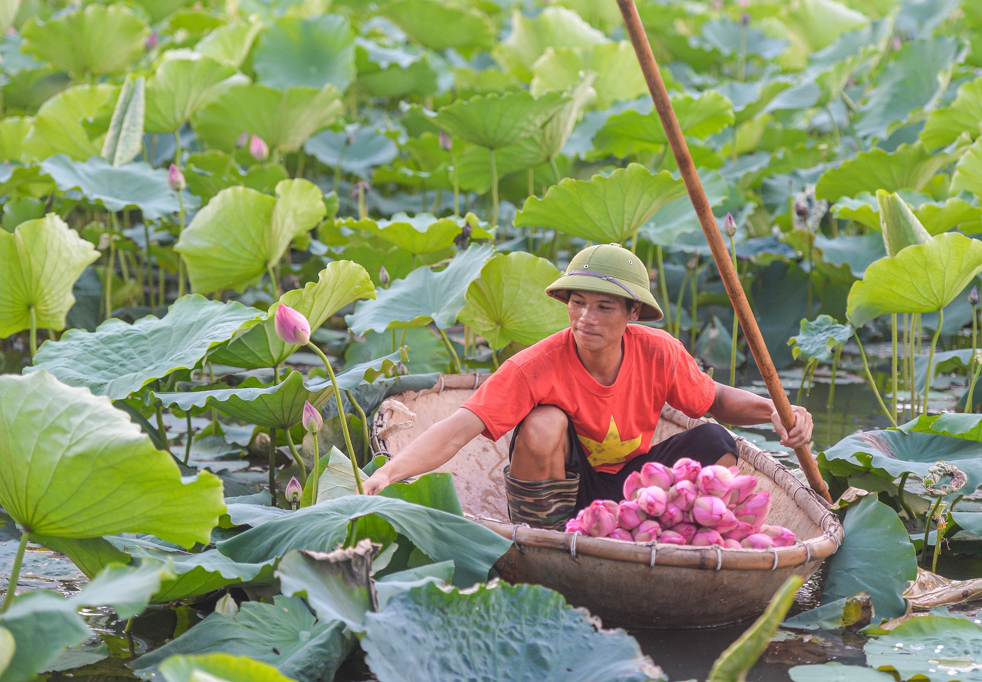 Biến đồng hoang thành đầm sen triệu bông, anh nông dân kiếm tiền tỷ - 4