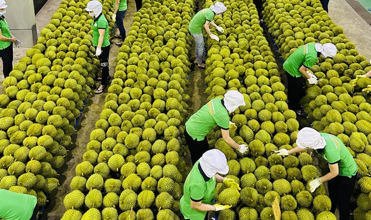 Tin tức kinh tế ngày 17/6: Xuất khẩu sầu riêng tăng 18 lần