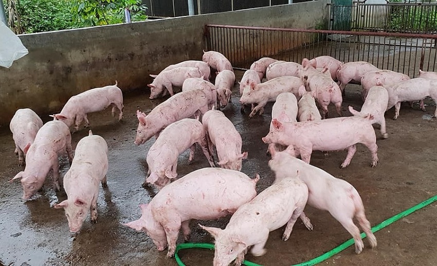 Giá heo hơi hôm nay 19/6: Ổn định ở 3 miền