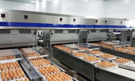 Hạn ngạch thuế quan nhập khẩu muối, trứng gia cầm năm 2023