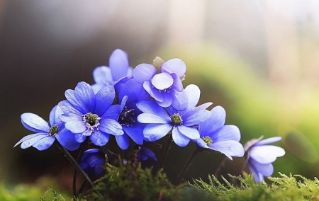 Tử vi ngày 21/6/2023: Tuổi Mão thành công không xa, tuổi Dậu có điềm đấu đá