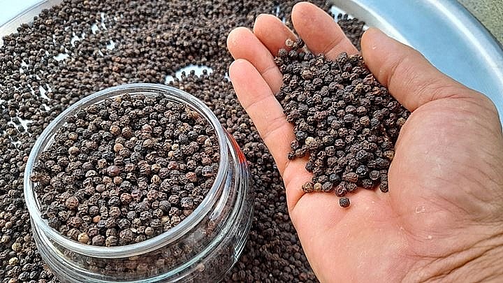 Giá tiêu hôm nay 21/6: Tiếp tục đi ngang