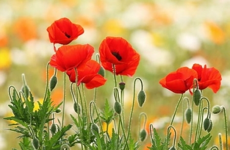 Tử vi ngày 22/6/2023: Tuổi Sửu bước tiến rõ rệt, tuổi Dần nhiều điều bất trắc