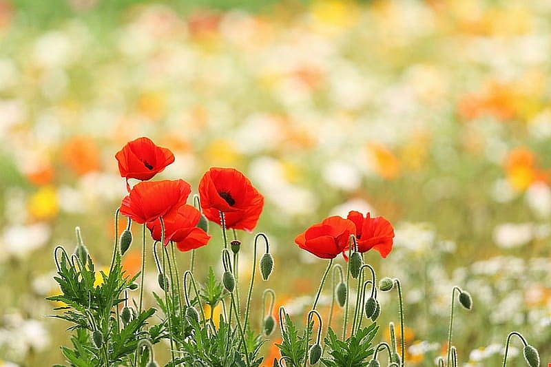 Tử vi ngày 22/6/2023: Tuổi Sửu bước tiến rõ rệt, tuổi Dần nhiều điều bất trắc Tử vi ngày 22/6/2023: Tuổi Sửu bước tiến rõ rệt, tuổi Dần nhiều điều bất trắc